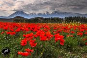 دشت شقایق در دل طبیعت زیبای جلفا