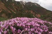 طبیعت زیبای دامنه کوه میشو 