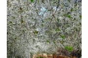  طبیعت  کوچه باغ های اهر