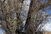 درخت کهنسال نارون (قره آغاج) روستای کوتمهر بناب 