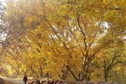 روستای الماس تسوج
