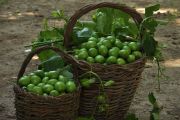ارمغان طبیعت / گوجه سبز سردرود