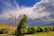  درخت کهنسال چنار روستای زگلیگ اهر