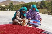 سماق هوراند